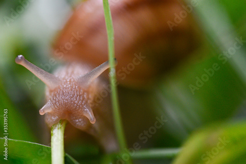 Close up of the snail crawling along a wet grass