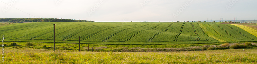 The field of young wheat. Background green grass.