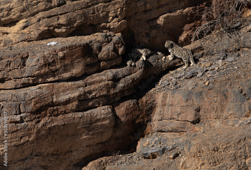 Snow Leopard Cubs on the cliff near Kibber village, Spiti valley of Himachal Pradesh, India