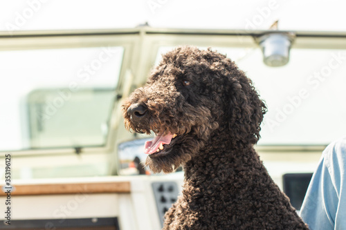 Portrait of a Black standard poodle on a boat