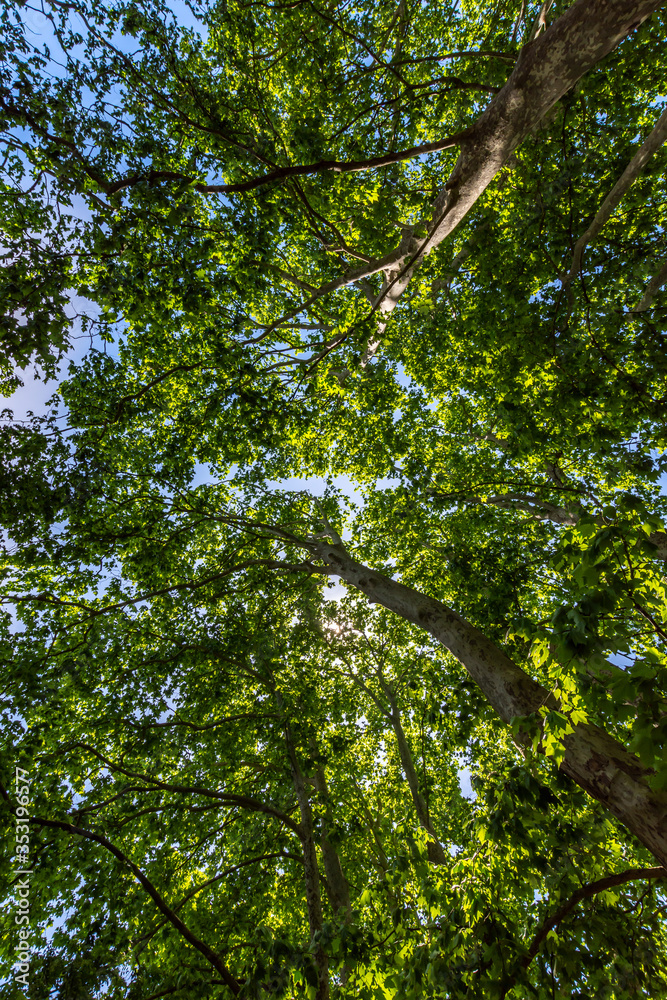 Fototapeta premium Rayon lumineux, ciel bleu à travers la forêt cévenole.