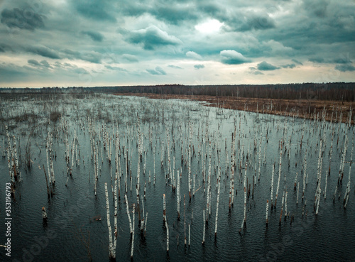 Flooded birch forest. Swamps under the autumn sky.