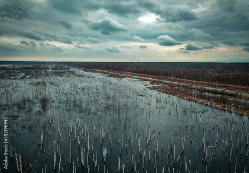 Flooded birch forest. Swamps under the autumn sky.