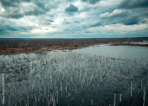 Flooded birch forest. Swamps under the autumn sky.