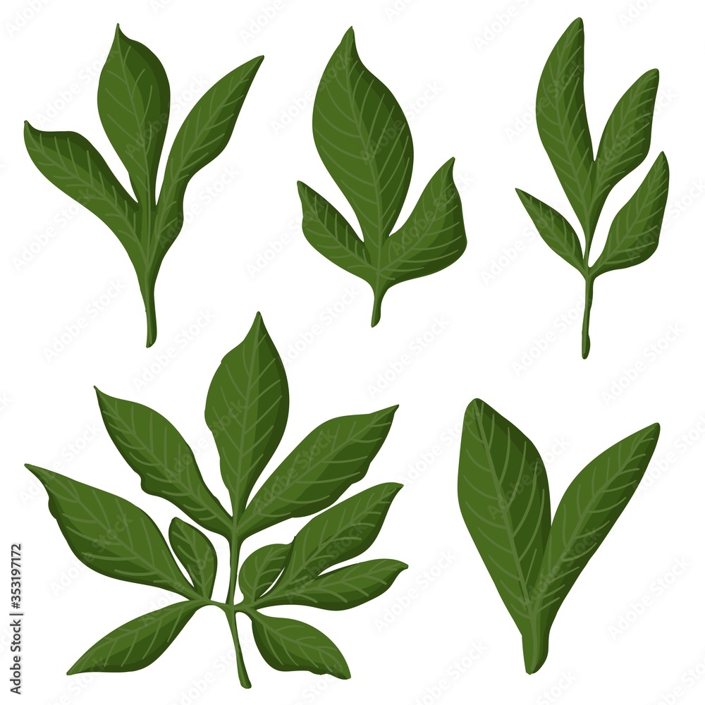 Green leaves set isolated on white background vector illustration for design and decoration, print, logo, sticker, template