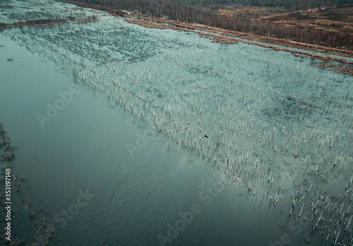 Flooded birch forest. Swamps under the autumn sky.