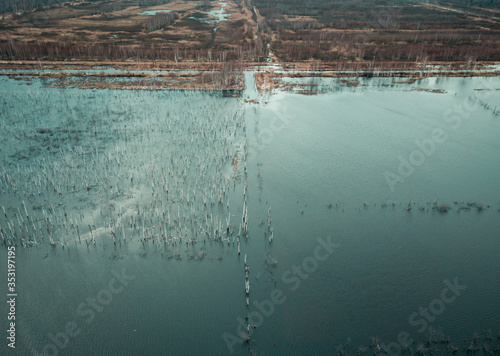 Flooded birch forest. Swamps under the autumn sky.