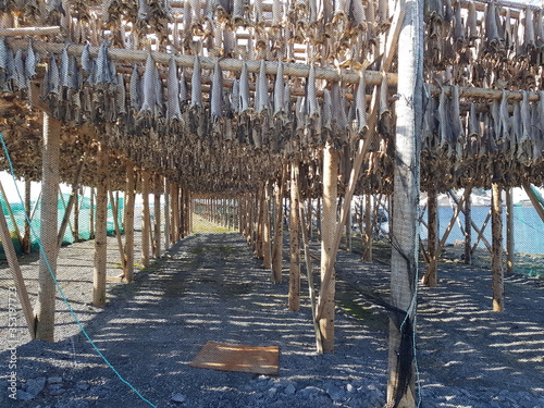 Stockfish, dry fish, hanging on a traditional drying rack covered in fishing net to protect the the fish from birds