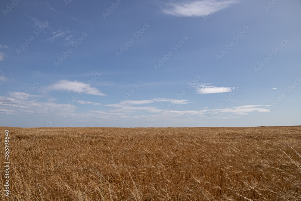 Wheat and sky landscape near Dunnottar castle Scotland