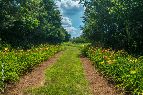 Daylily landscape many species