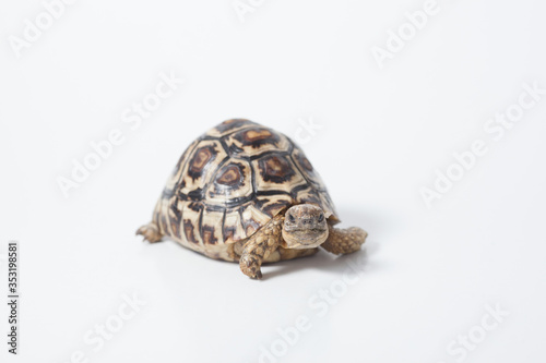 African leopard tortoise or Stigmochelys pardalis tortoise, isolated on white background
