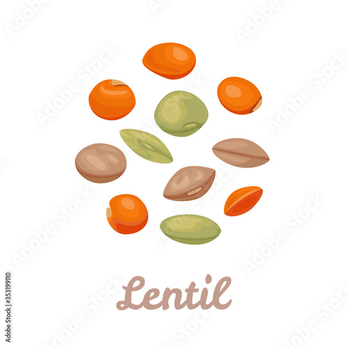 Lentils red, green and brown isolated on white background. Beans icons. Vector illustration of  healthy food in cartoon flat style.