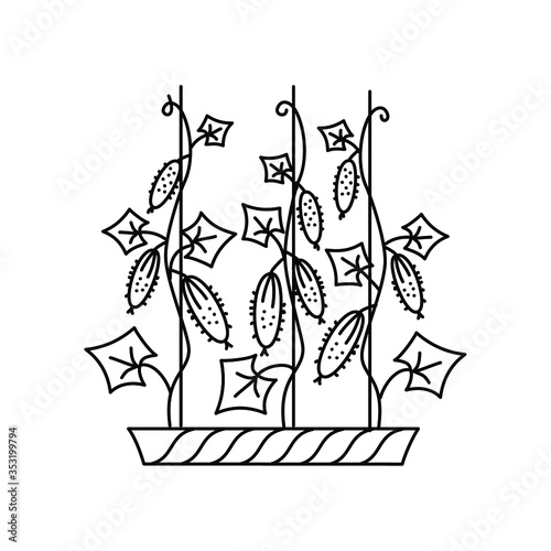 Cucumbers, a climbing plant in a balcony box. Vector image in the Doodle style. Black outline on a white background.