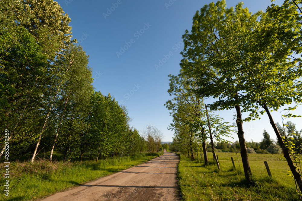 Polna droga między zielonymi drzewami 