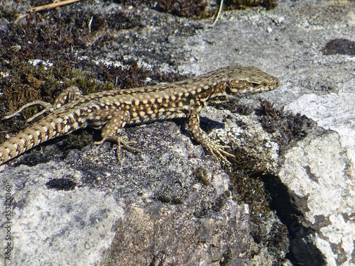 Lézard  © CenedraBarak