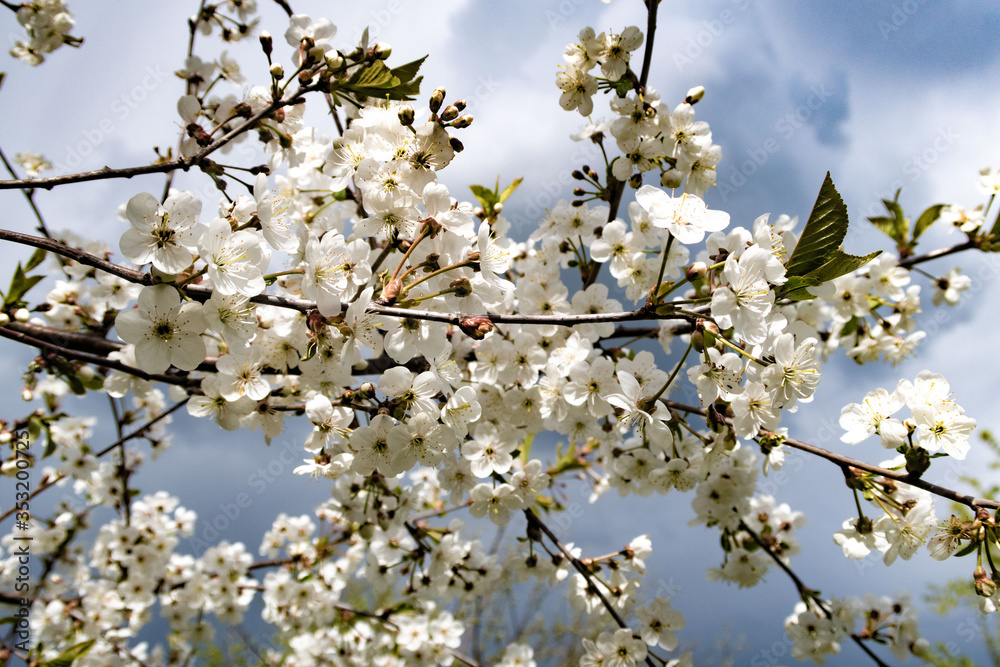 blooming cherry tree