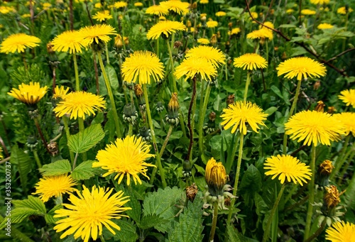 yellow dandelions on green grass