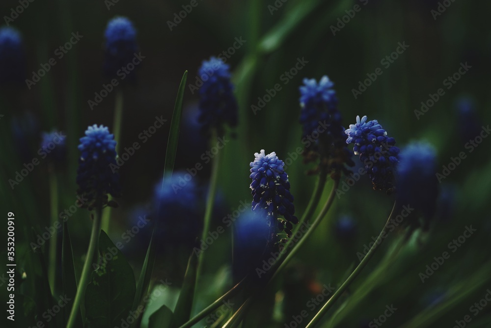 Blue iris flowers close-up with blurry dark background and bokeh
