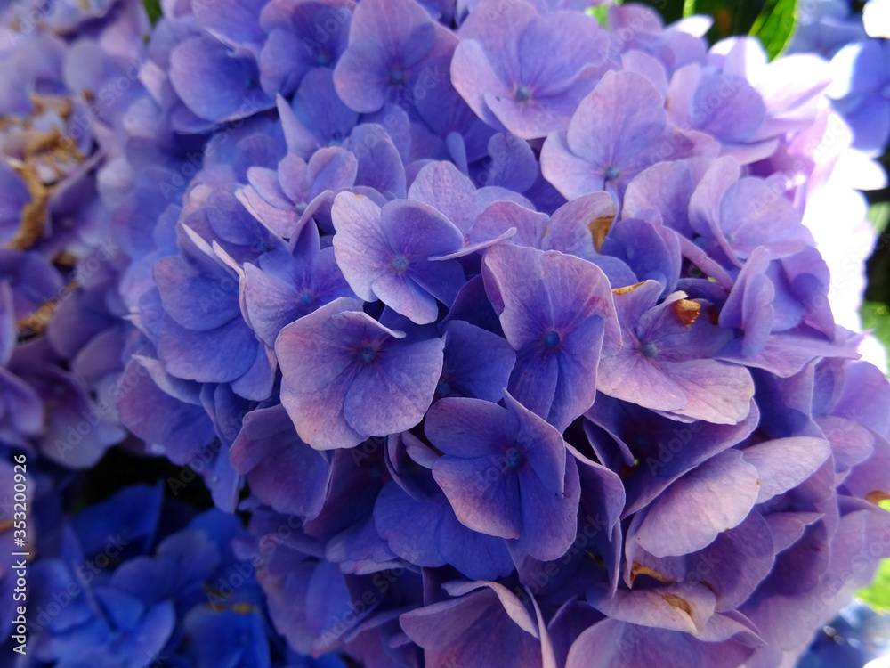 Hortensia bleu Hortensia bleu
