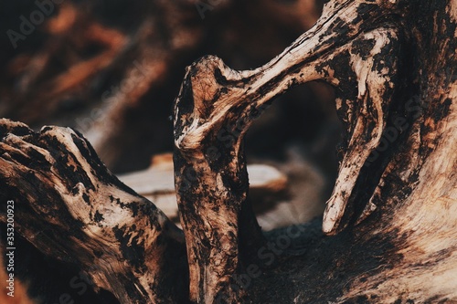 Burnt roots of an old beige tree with a blurry dark background on the seashore