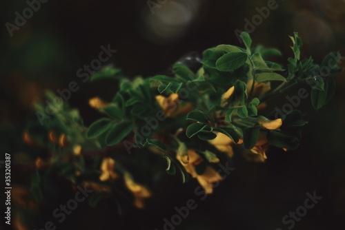 Yellow flowers with green leaves on a dark background with bokeh