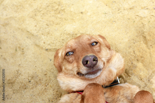happy red dog lies on the sand. photo