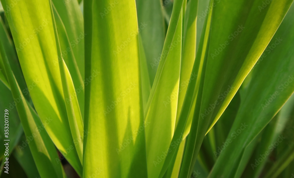 Light and shade of green flag leaves as background Light and shade of green flag leaves as background