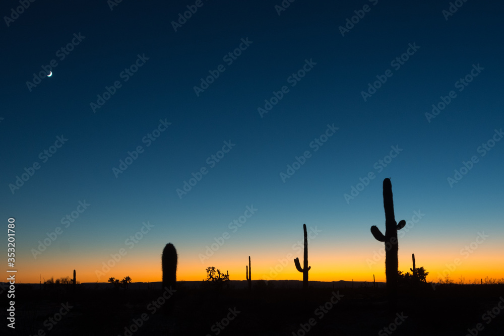 Sunset with cactus, sky and crescent moon in Arizona.
