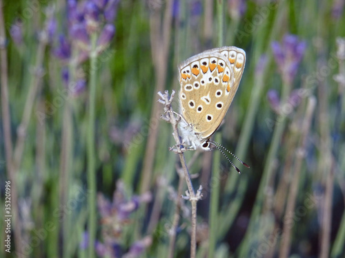 Papillon multicolore et lavande