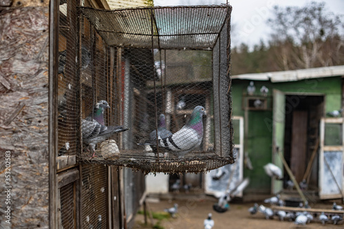 Obraz na płótnie Pigeons in cage