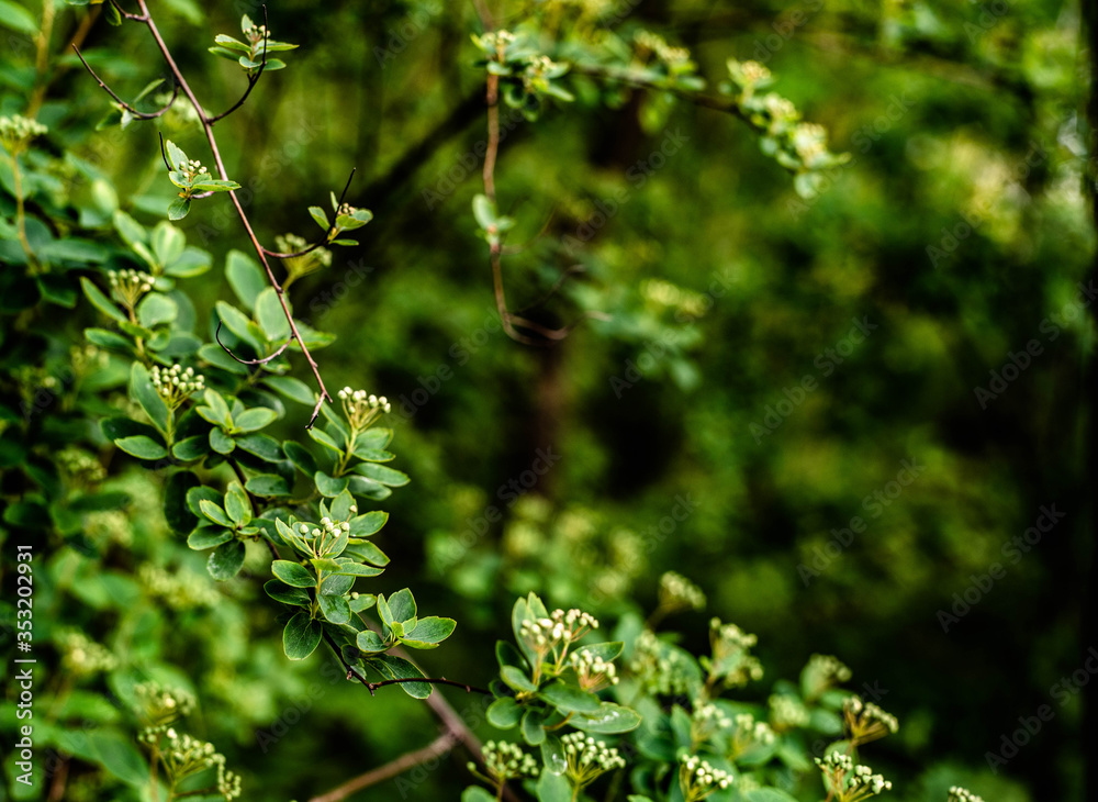 green leaves in spring green leaves in spring
