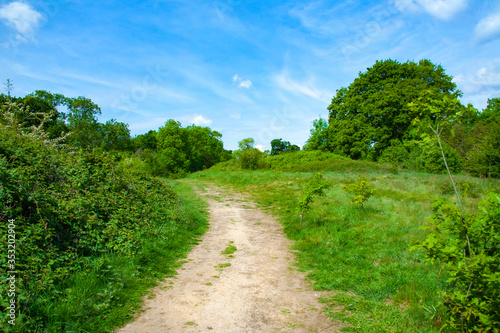 trail through the woods with a blue sky