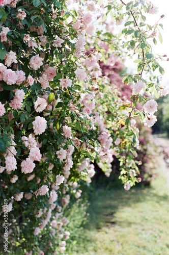 Old rose bush