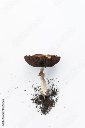 Minimal Mushrooms