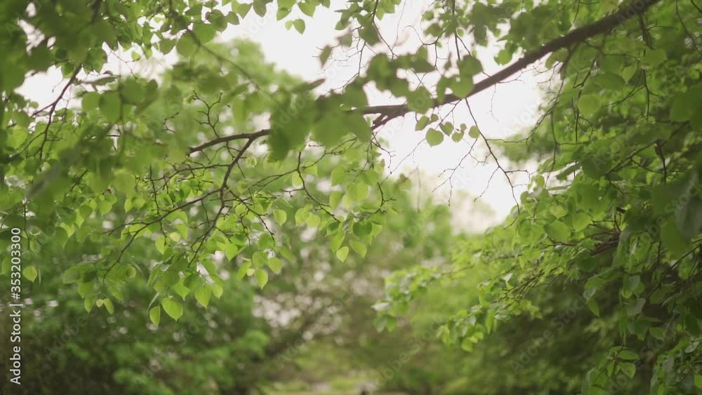 Beautiful flourished green tree leaves at the park (slow motion 120fps) Beautiful flourished green tree leaves at the park (slow motion 120fps)