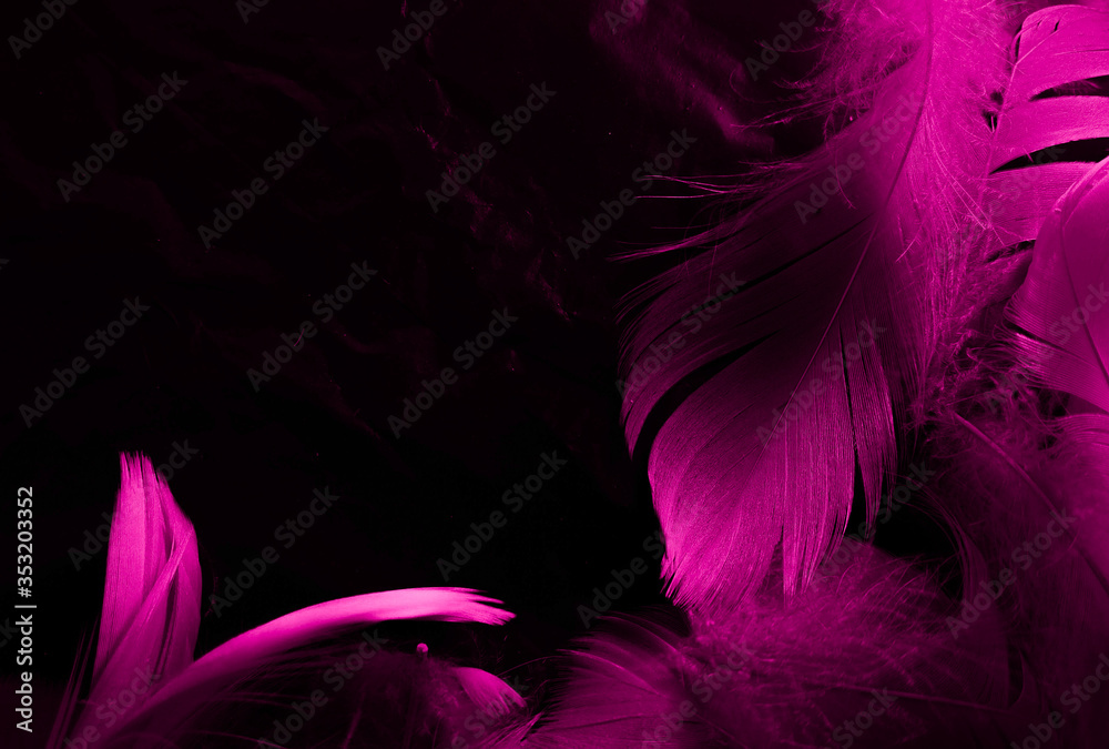 Obraz premium Beautiful abstract white and pink feathers on black background and soft white feather texture on pink pattern and pink background, feather background, pink banners