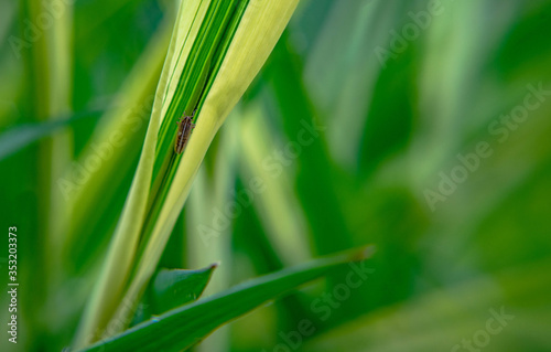 green grass background with bug