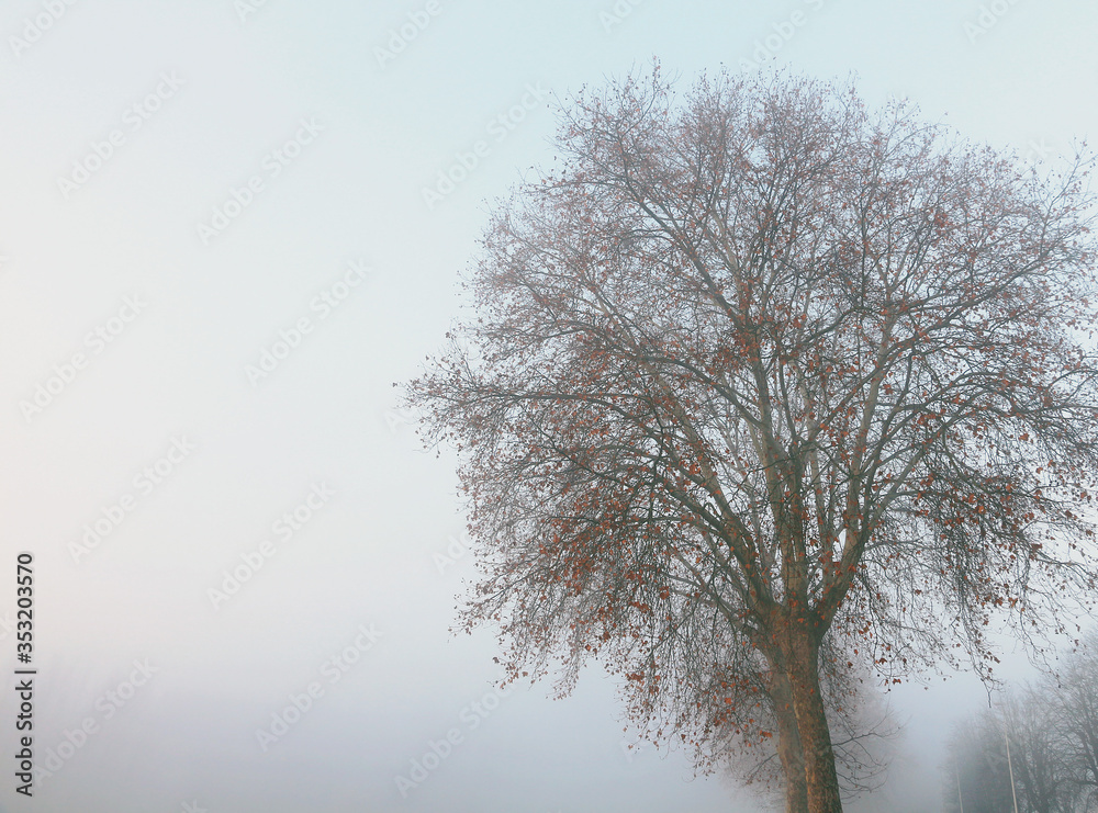 Fototapeta premium big tree in winter morning fog