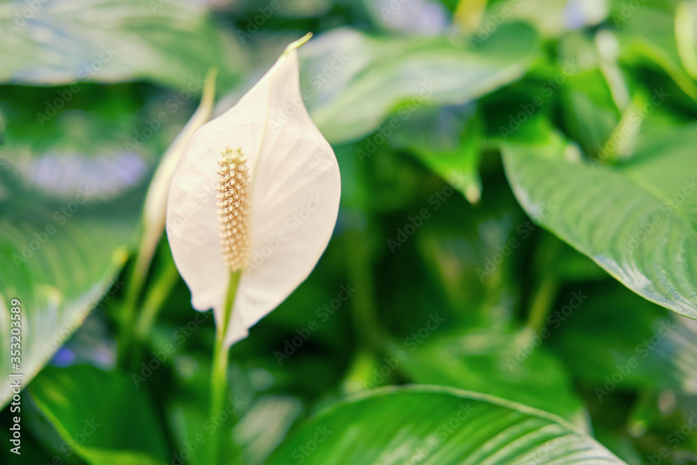 Obraz premium Spathiphyllum - peace lily flower on green leaf background