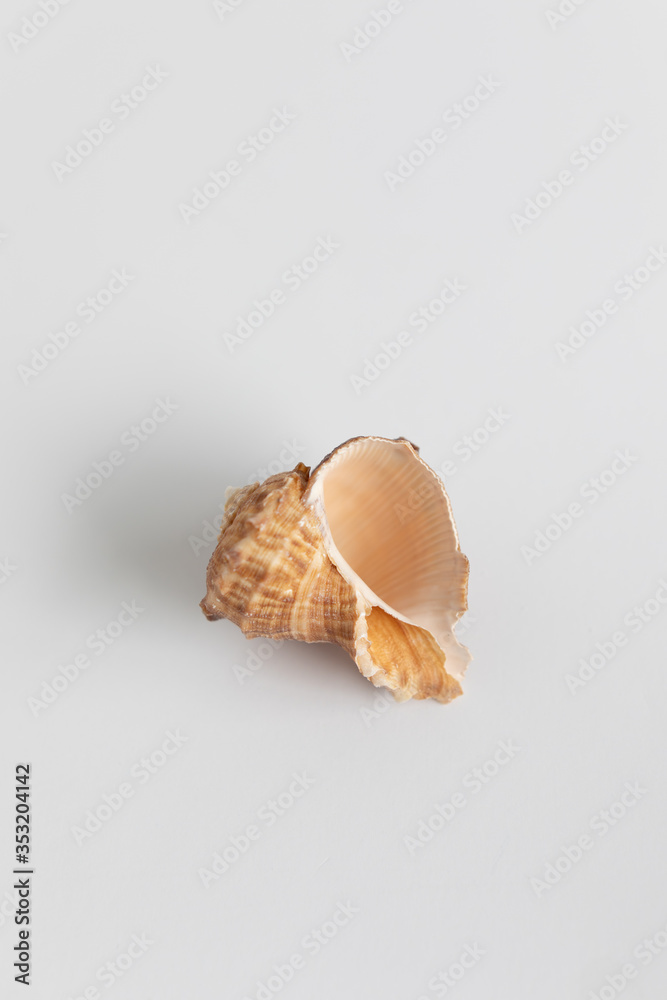 Minimalist Shells Minimalist Shells