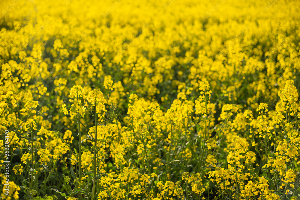 yellow rapeseed field and blue sky