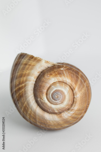 Minimalist Shells