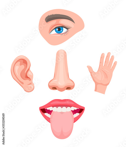 Set of cartoon sensory organs. Smell of nose, eye sight, ears, touch of skin, taste of tongue. Human organs and  face parts. Educational anatomy visual aid poster template. 