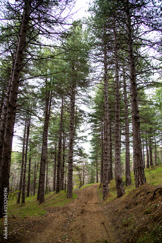 Forest of the Etna volcano