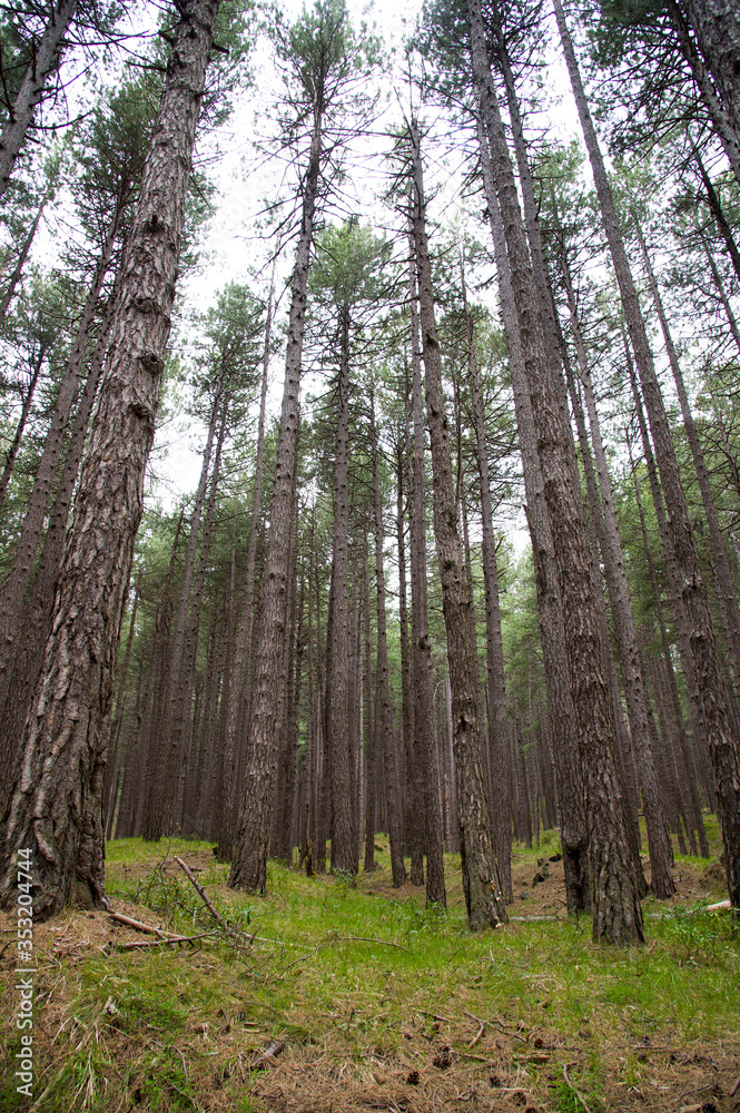 Forest of the Etna volcano Forest of the Etna volcano