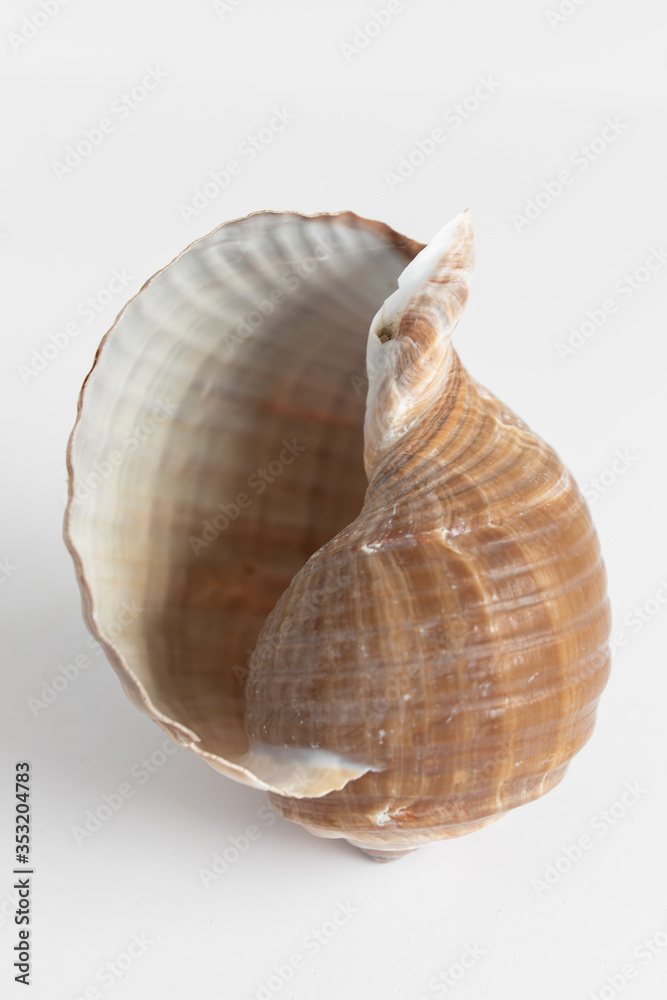 Minimalist Shells Minimalist Shells