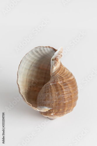 Minimalist Shells