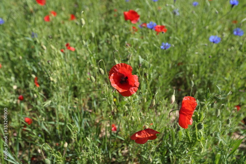 Beautiful wild poppy flower in the meadow