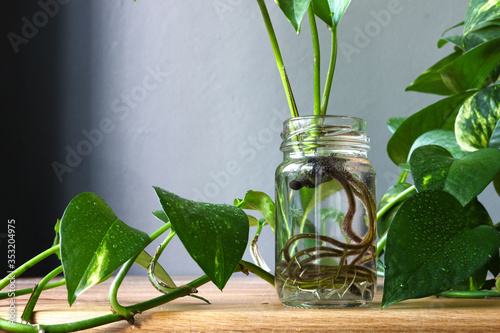 Pothos epipremnum aureum cuttings propagation in a jar against background plant leaves photo
