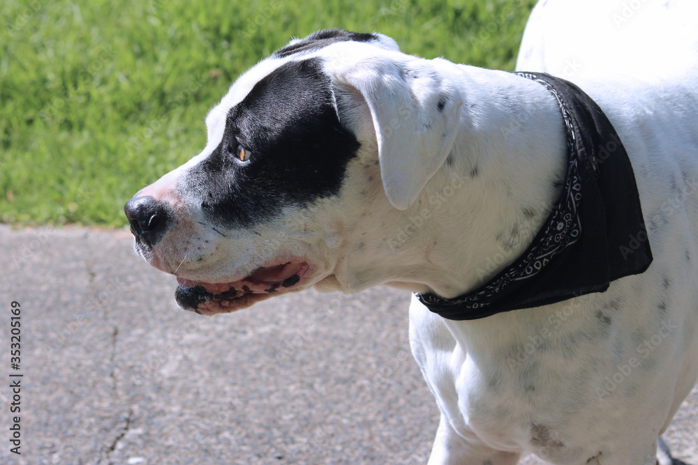 Black and white boxer dog close up. The dogs head is in profile. It is wearing a black bandana round its neck.